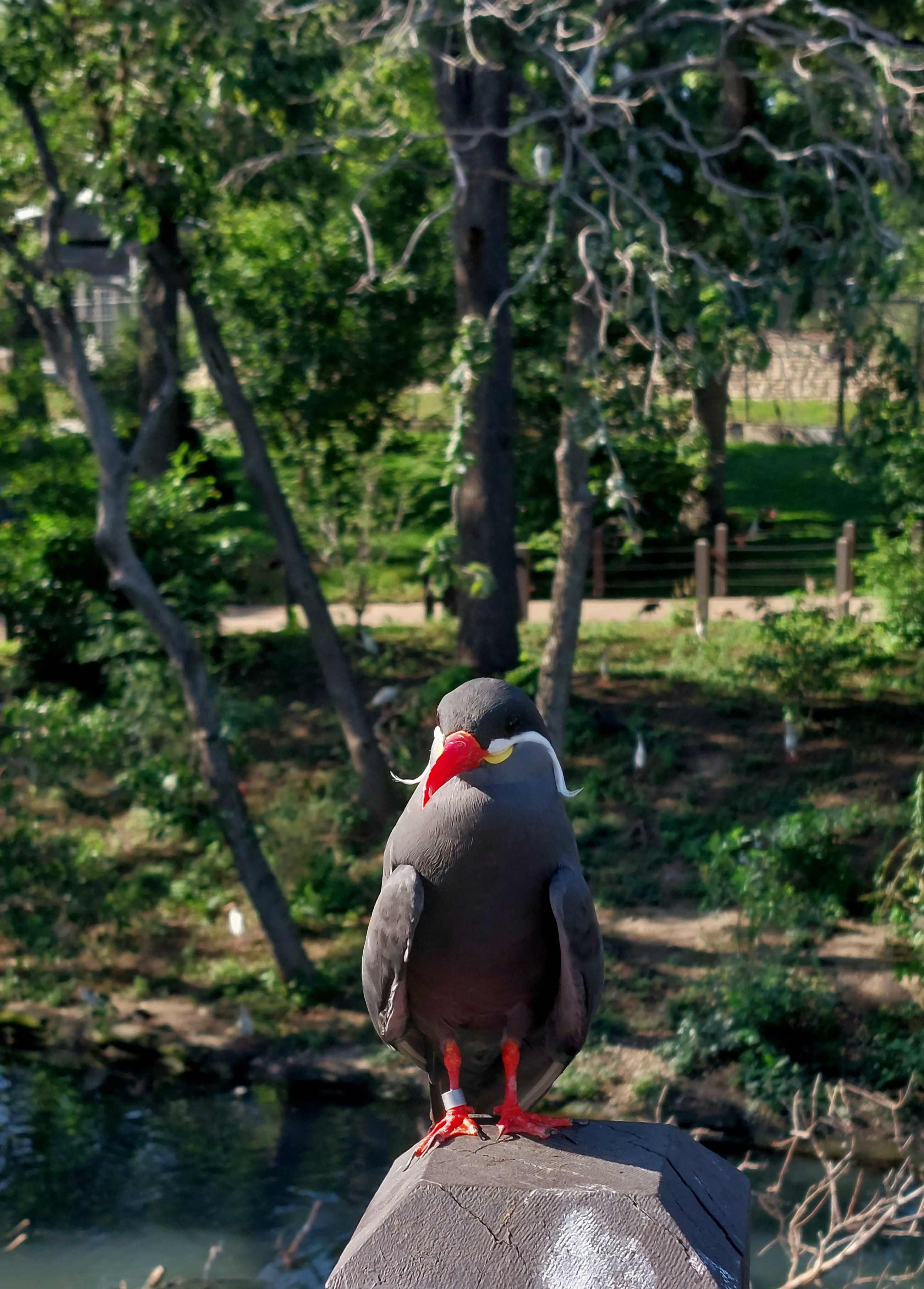 Inca Tern - Omaha, NE